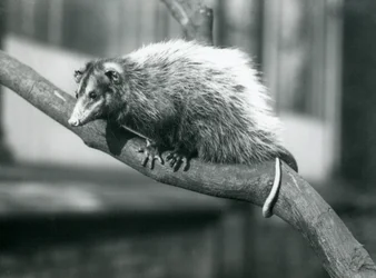 Opossum à grandes oreilles de Weid sur une branche au zoo de Londres, novembre 1915